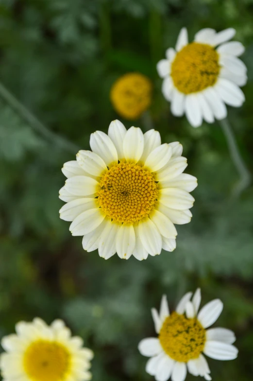 five daisies are in a group together