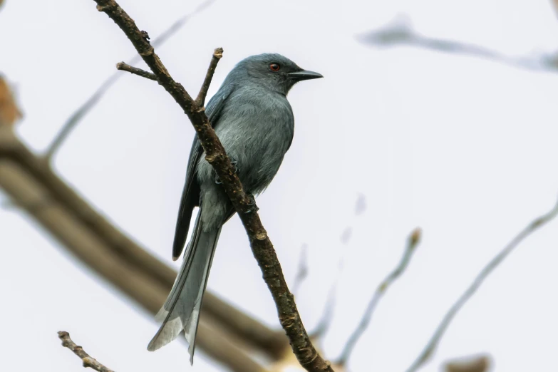 a gray bird is sitting on top of a tree nch