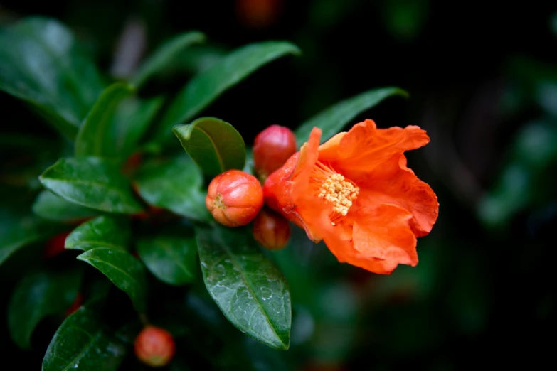 orange flowers with a bush in the background