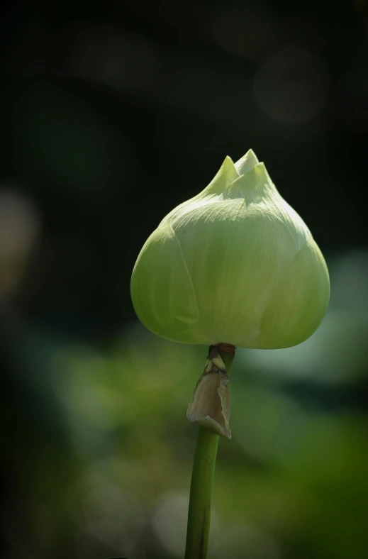 the bud of a green plant appears to have been opened