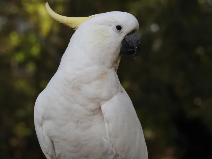 the white parrot is perched outside on its hind legs