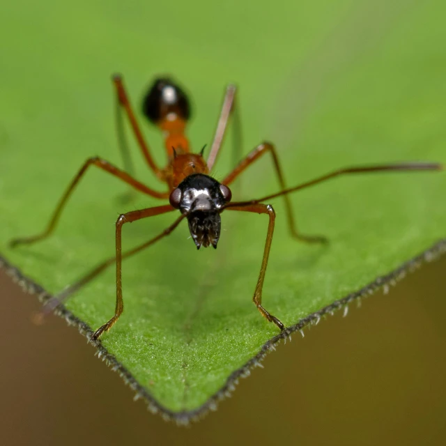 a large black spider with brown legs on a green leaf