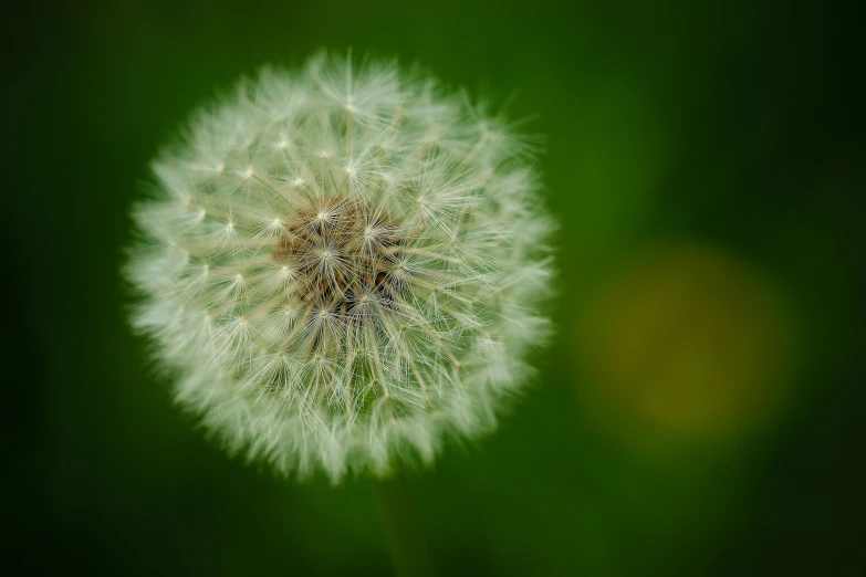 dandelion or flower with seeds in a green, blurry background