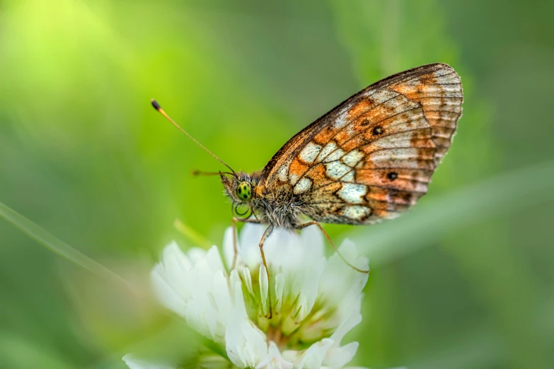 a erfly resting on a white flower