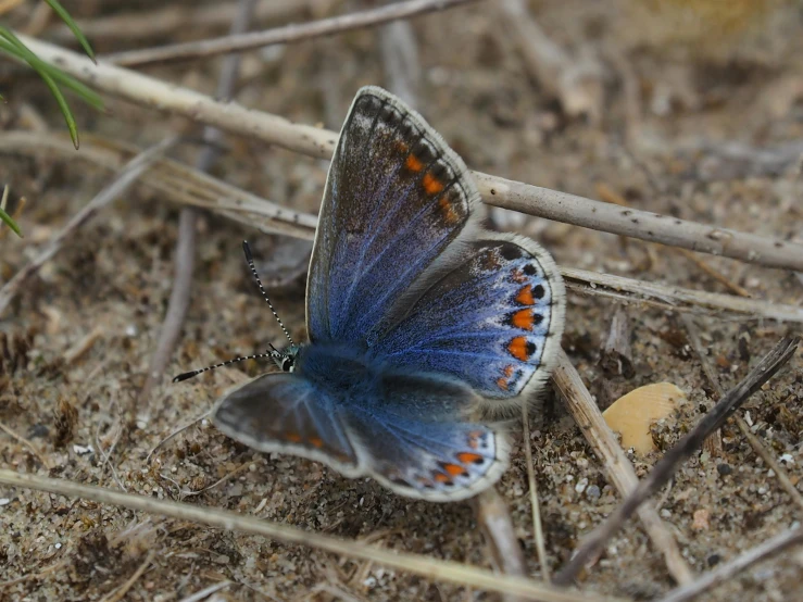 a blue erfly on a plant with a mushroom