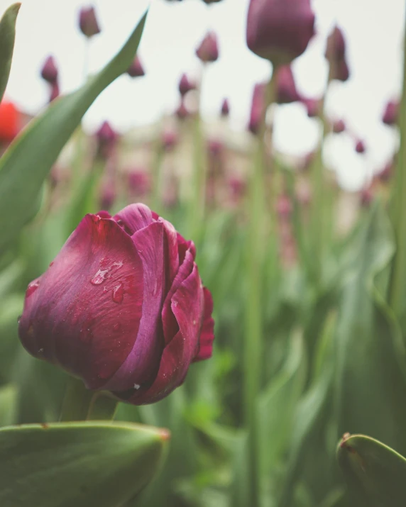 a close up of some red flowers and green leaves