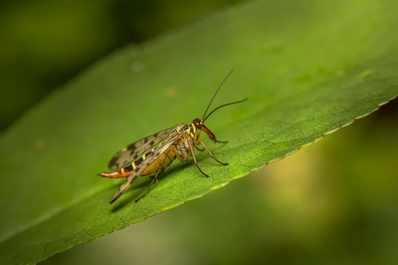 a bug that is sitting on a green leaf