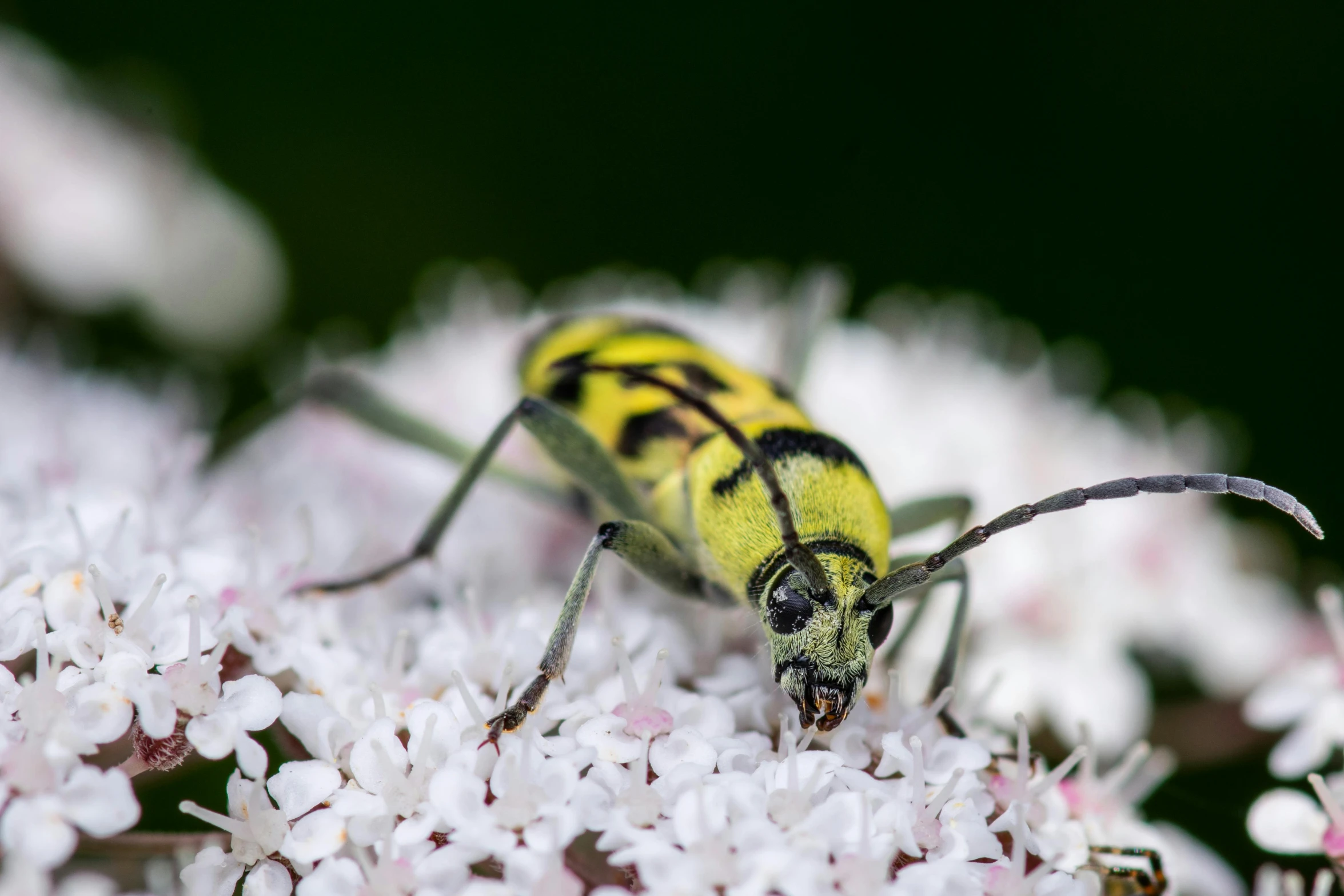 a beetle sitting on top of some white flowers