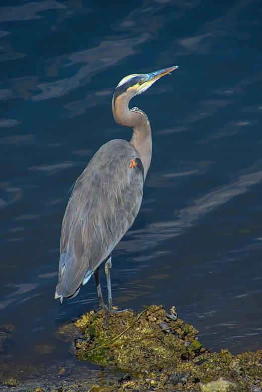 a blue heron standing in the shallow waters