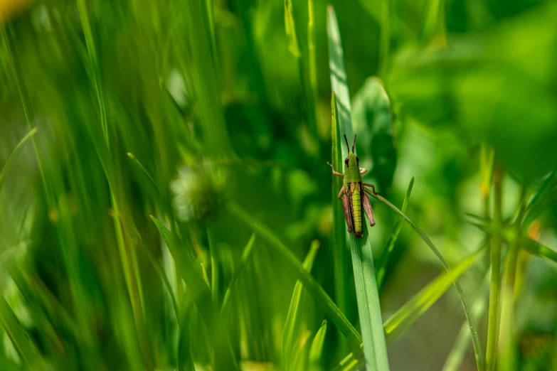 the small bug is standing on a green piece of grass