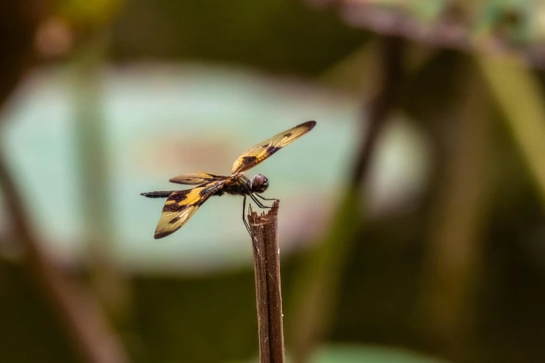 a small dragon fly on a twig