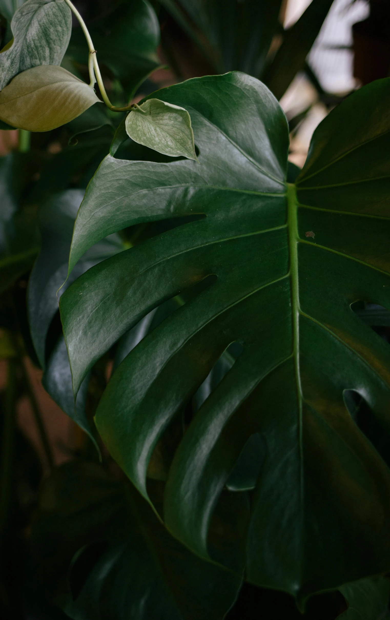 the plant has two green leaves that are almost vertical