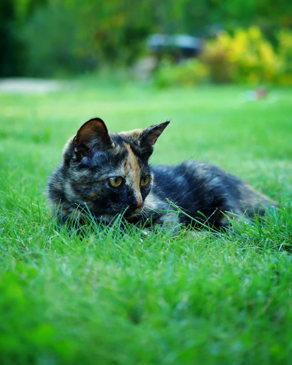 a brown black and tan cat and some grass