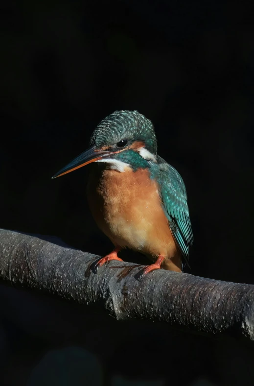 a large colorful bird perched on a nch