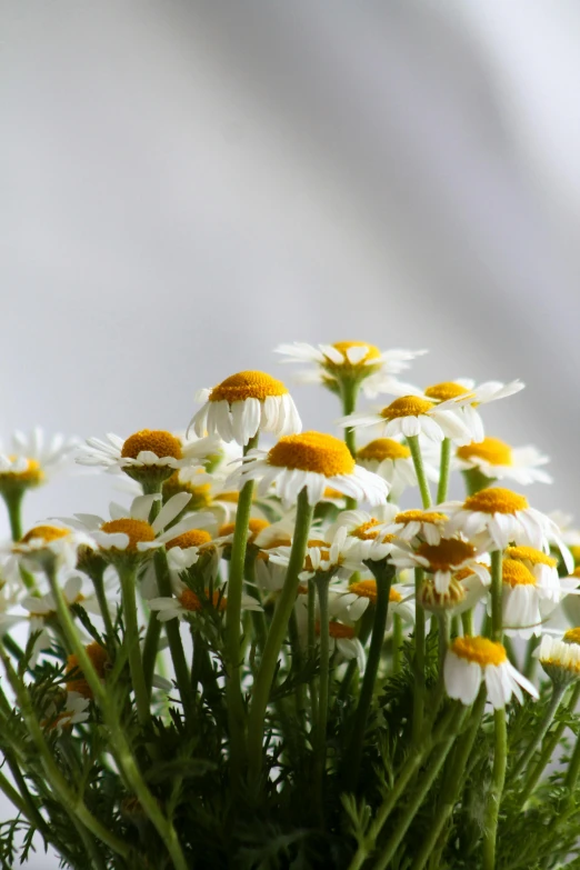 a bunch of white and yellow daisies in a glass vase