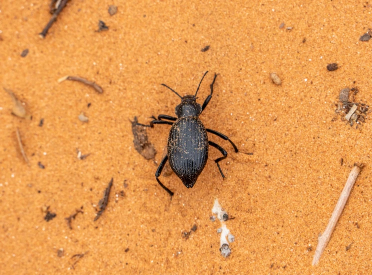 an image of a bug crawling in the sand