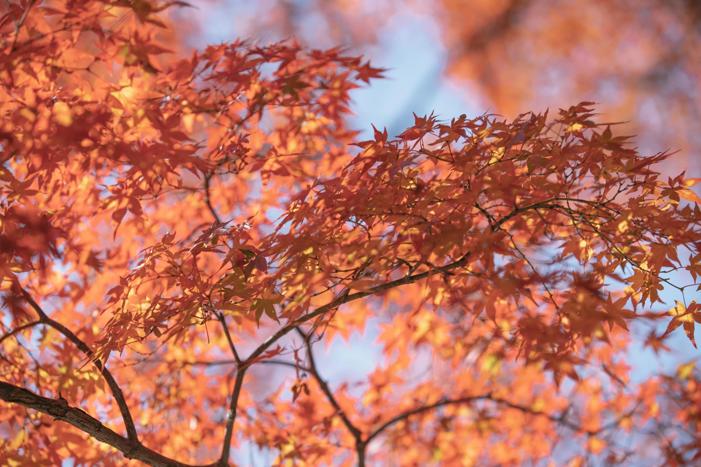 leaves of a tree stand in the foreground against a blue sky