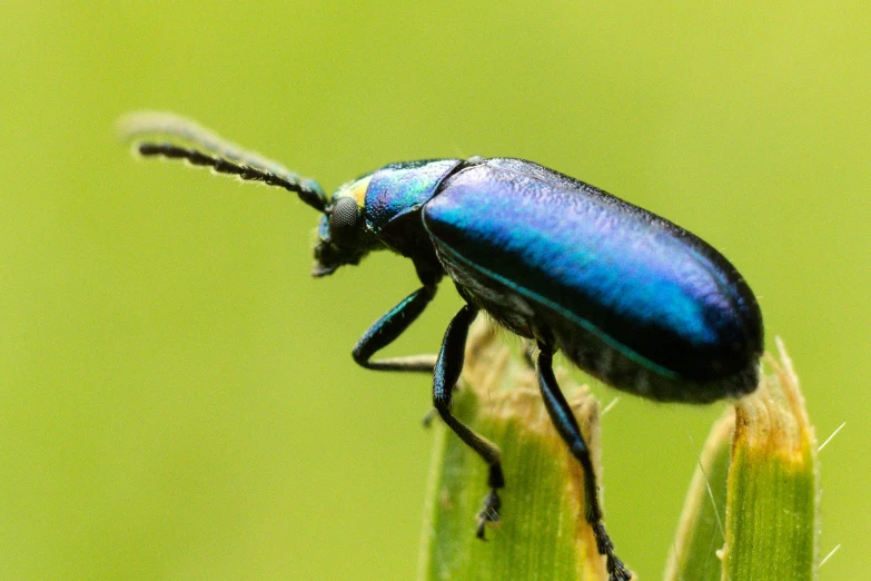 a blue bug sitting on top of a leaf