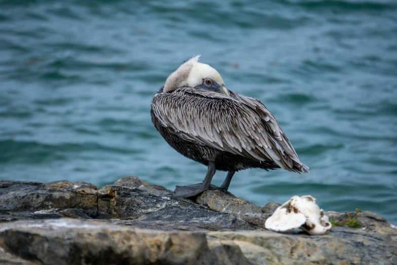 a very large bird on some rocks by the water