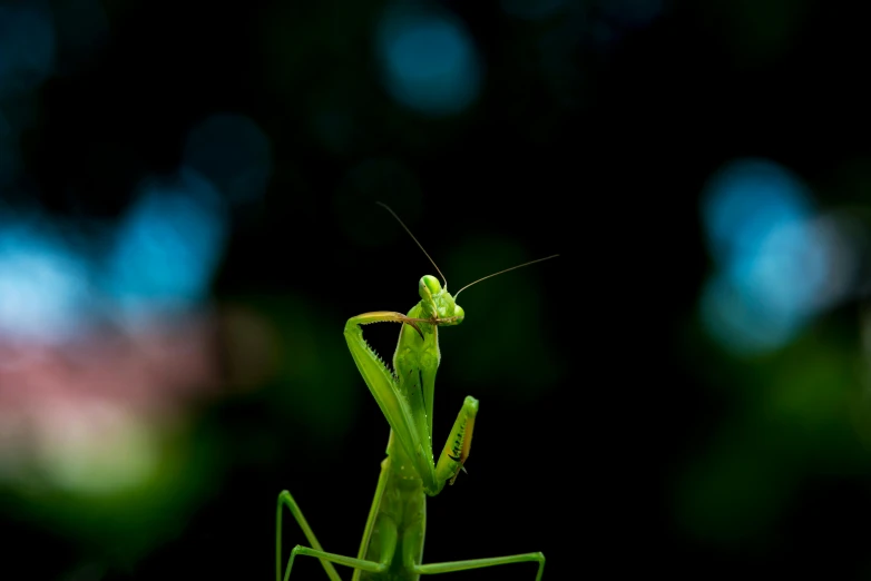 the praying mantisca can be seen in a mirror