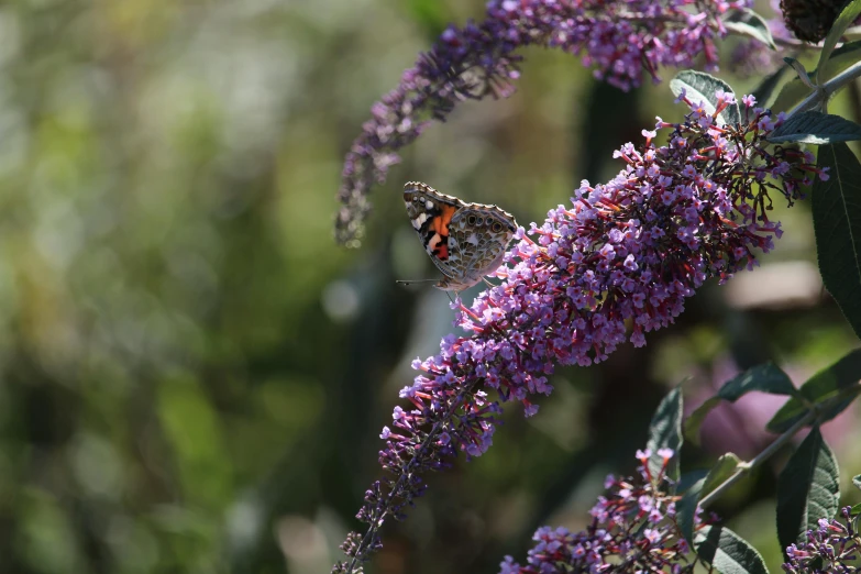 a small erfly is resting on a plant