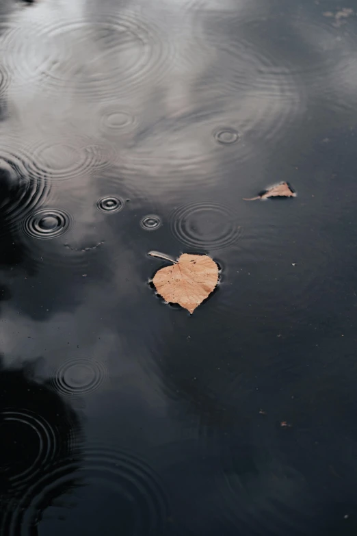 a group of leaves floating on top of a body of water