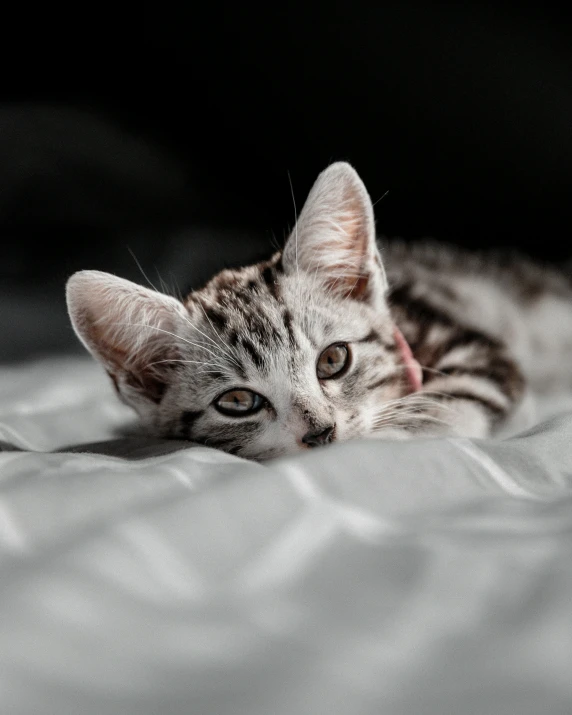 there is a cat laying down on a blanket