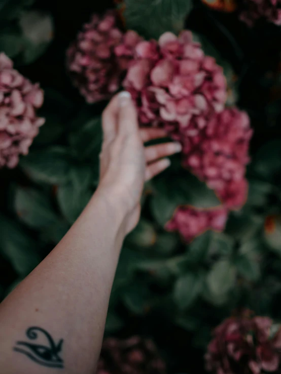 a person's arm and arm is shown holding pink flowers