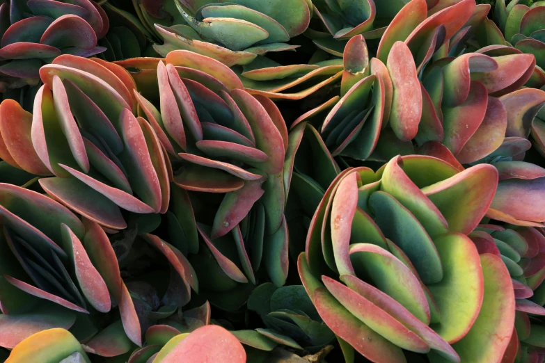 a large group of plants with lots of leaves