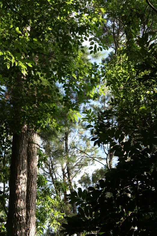 trees and other greenery are in a shady area