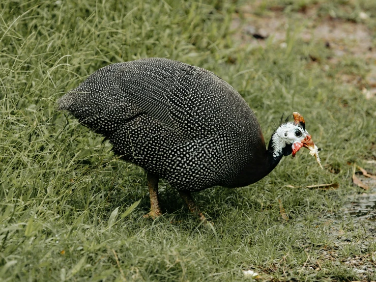 a bird stands in the grass eating soing