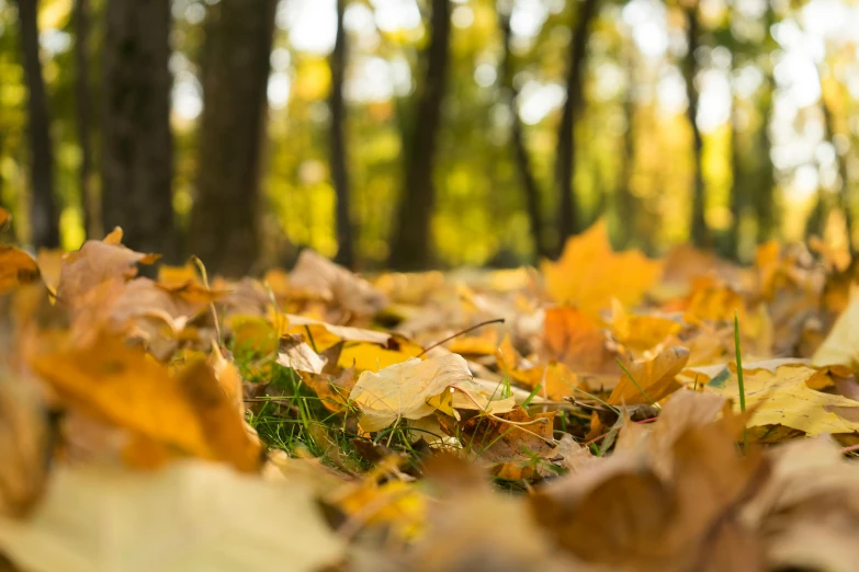 a group of brown and yellow leaves on the ground