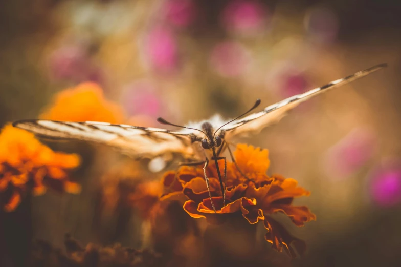 a brown and white erfly on orange flowers