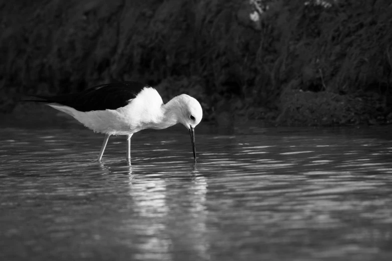 a black and white bird is standing in the water