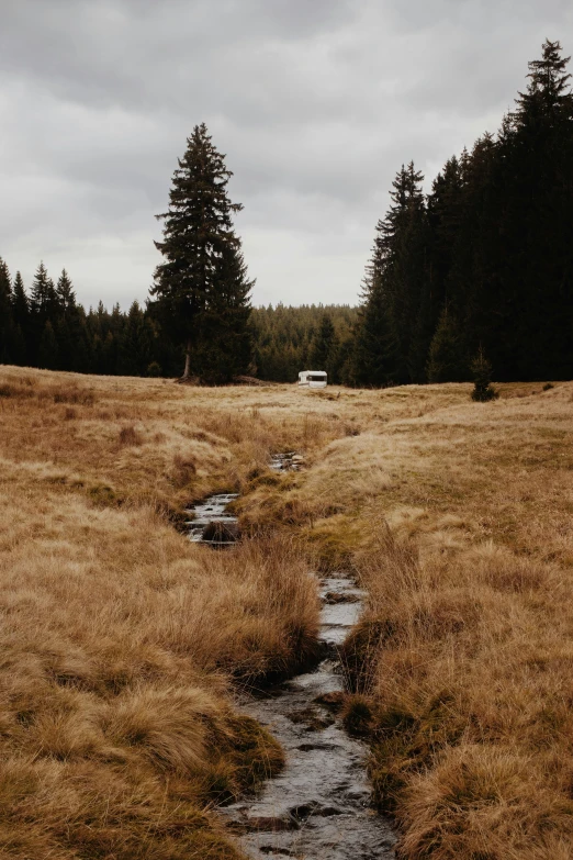 a stream running through an open grass field with forest in the background