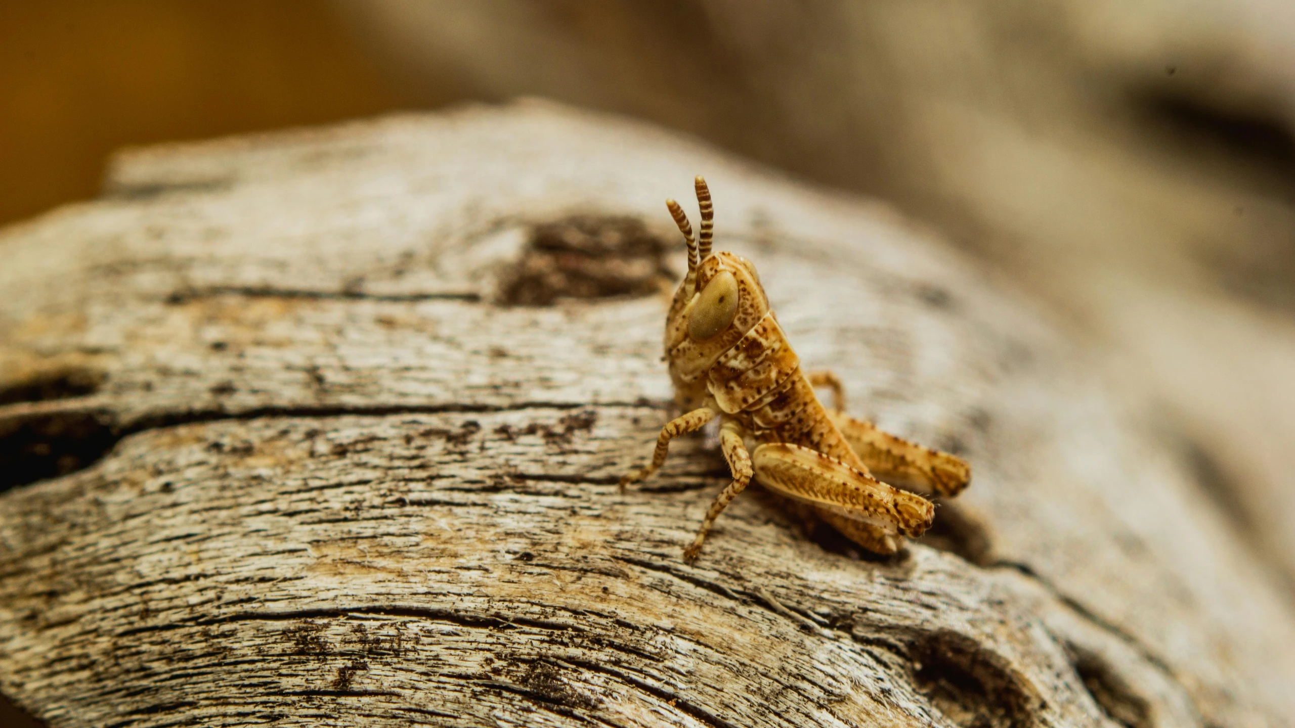 a bug sits on a tree nch with no leaves