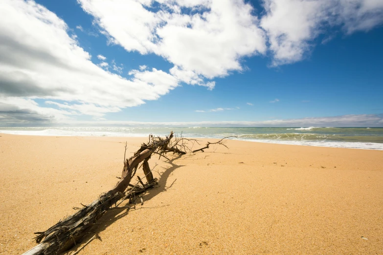 there is a piece of driftwood on the beach