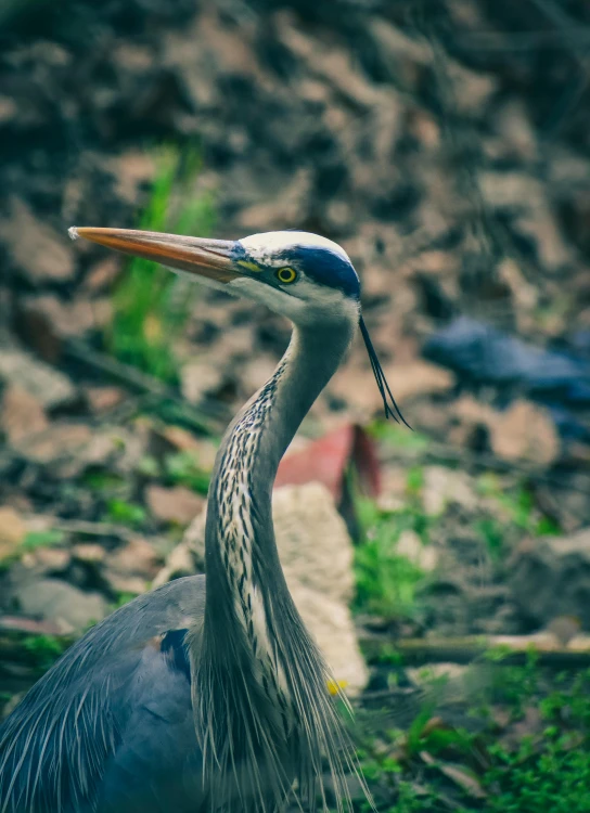 there is a large bird with a long neck and a beak