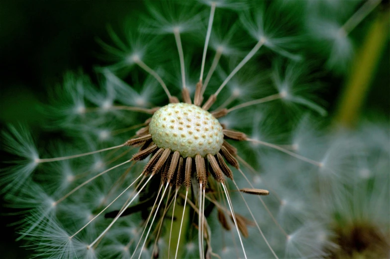 a close - up view of a dandelion looking like the back side