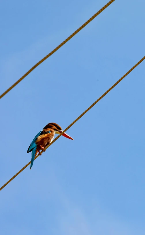a blue bird sitting on top of an electrical line