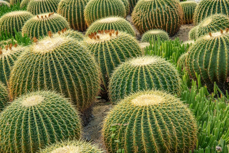 a bunch of small cactuses sitting next to each other