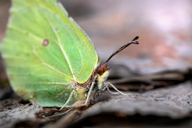 a green erfly sits on the ground and rests