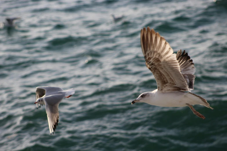 two birds fly through the air near the water