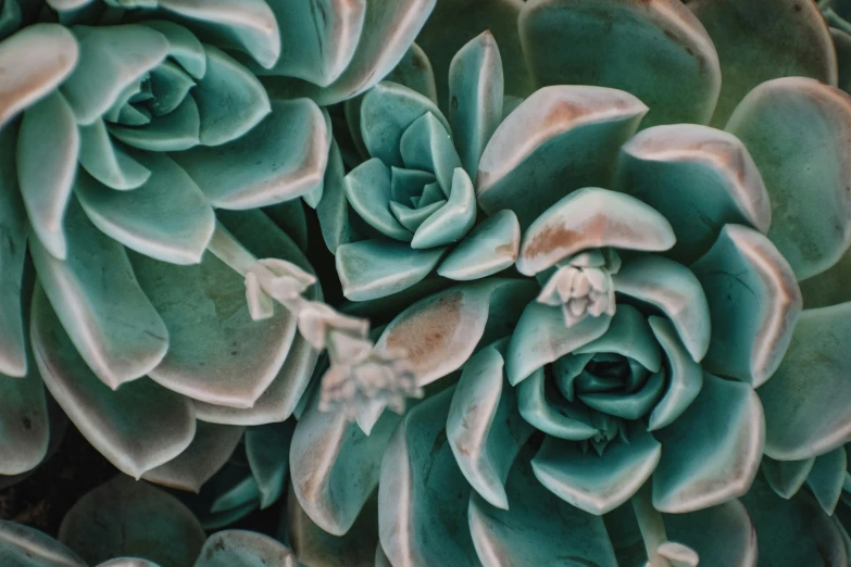 closeup of green and brown succulents growing in a plant