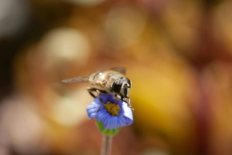 a fly sitting on a flower on top of a stalk