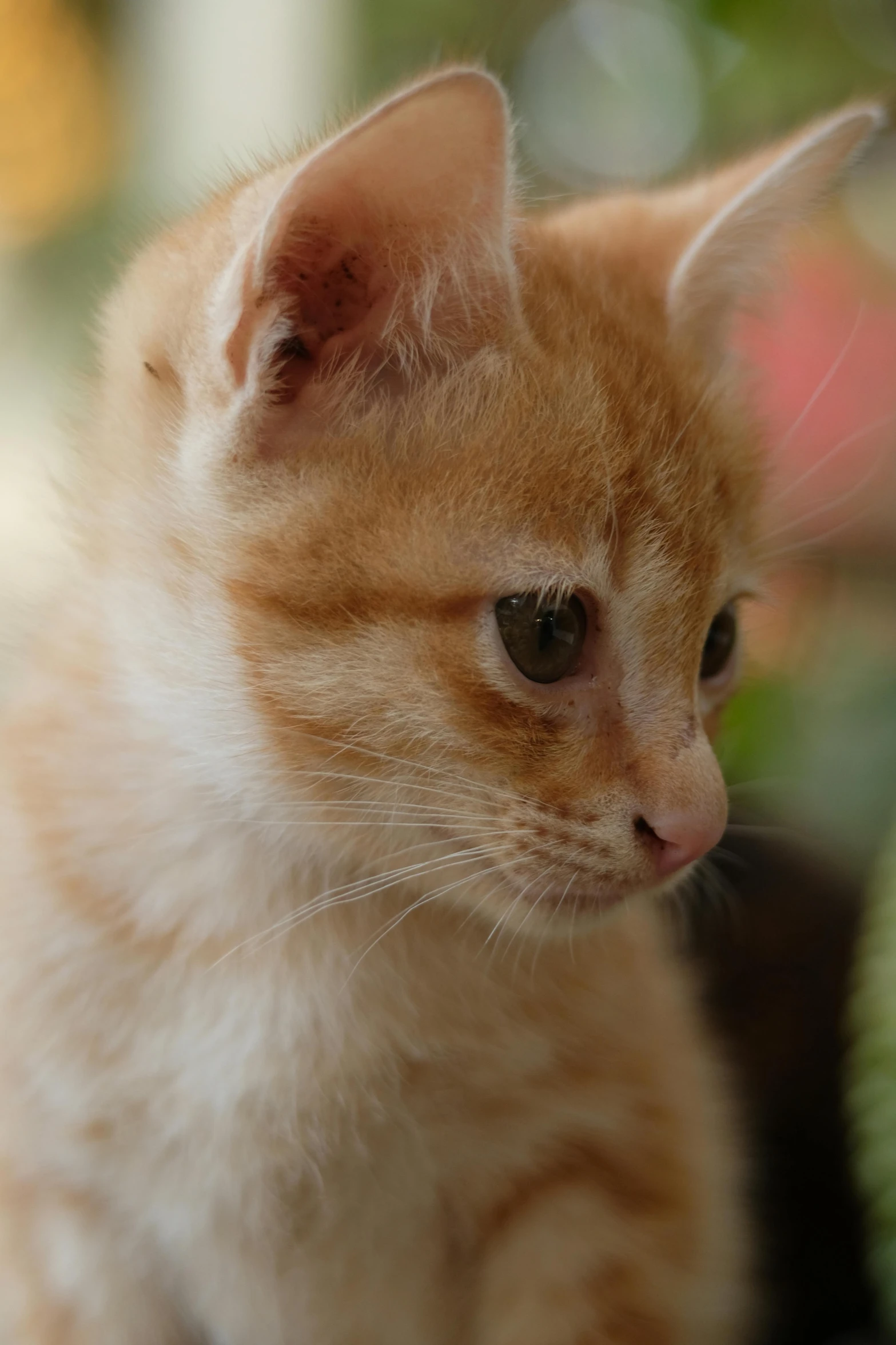 a kitten with orange hair looking straight ahead