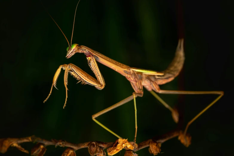 an image of a praying mantisse with his eyes closed