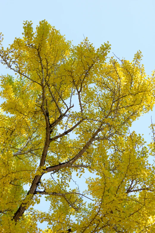 the bright yellow leaves on the tree shine brightly