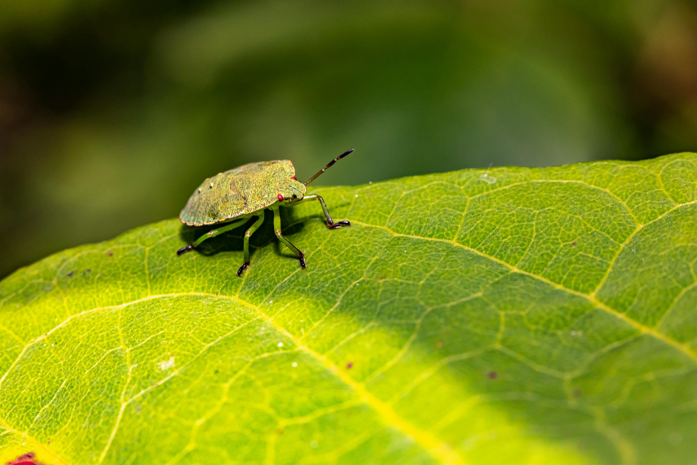 a green bug sitting on a leaf in the sunlight