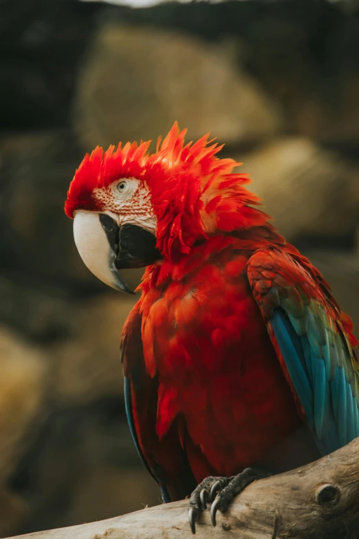 a red and green parrot sits on a tree nch